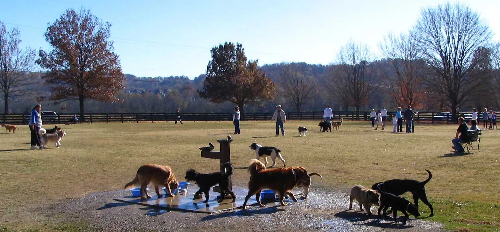 Dogs of all sizes play and drink at a water station in a large off-leash dog park at Warner Park in Nashville