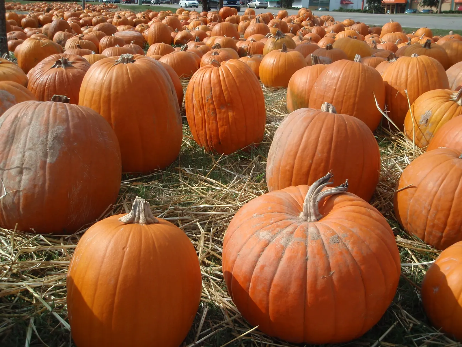 Rows of orange pumpkins on straw at a roadside pumpkin patch