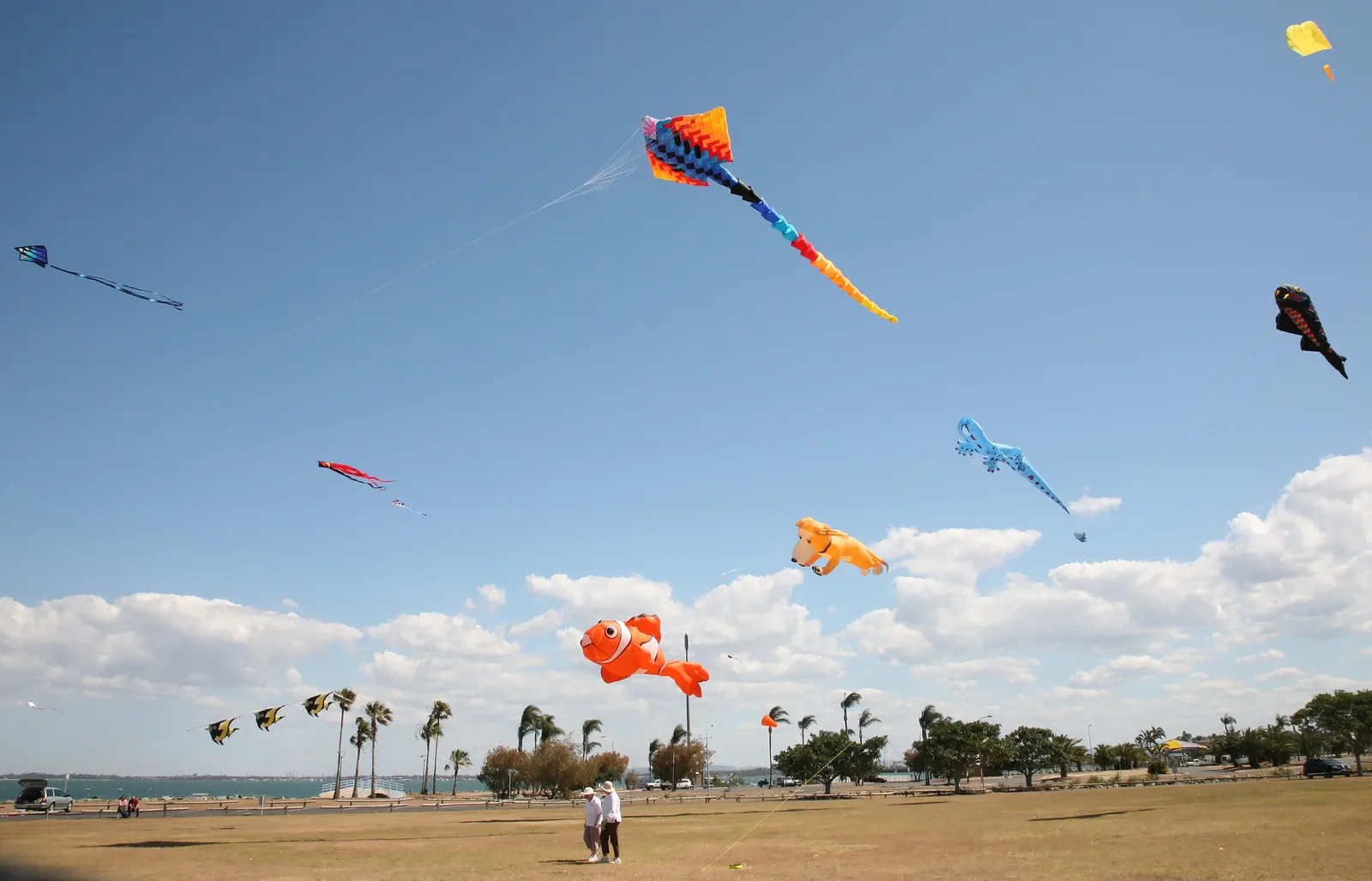 Kites shaped like fish and sea creatures fly over a seaside park at a spring kite day in Redcliffe, Australia