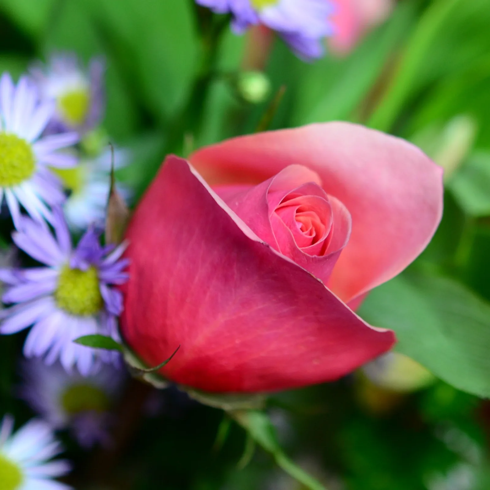 A pink rose among purple asters in a Valentine's Day bouquet